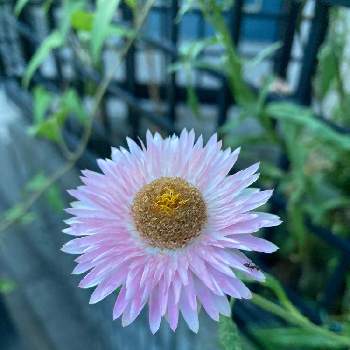 ヘリクリサムの投稿画像一覧 Greensnap グリーンスナップ