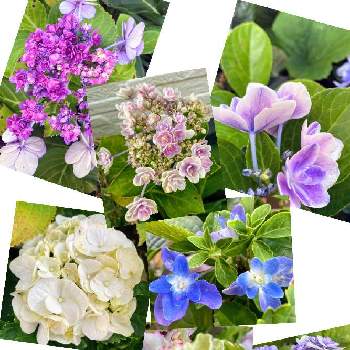 紫陽花 雨のち星の投稿画像一覧 Greensnap グリーンスナップ