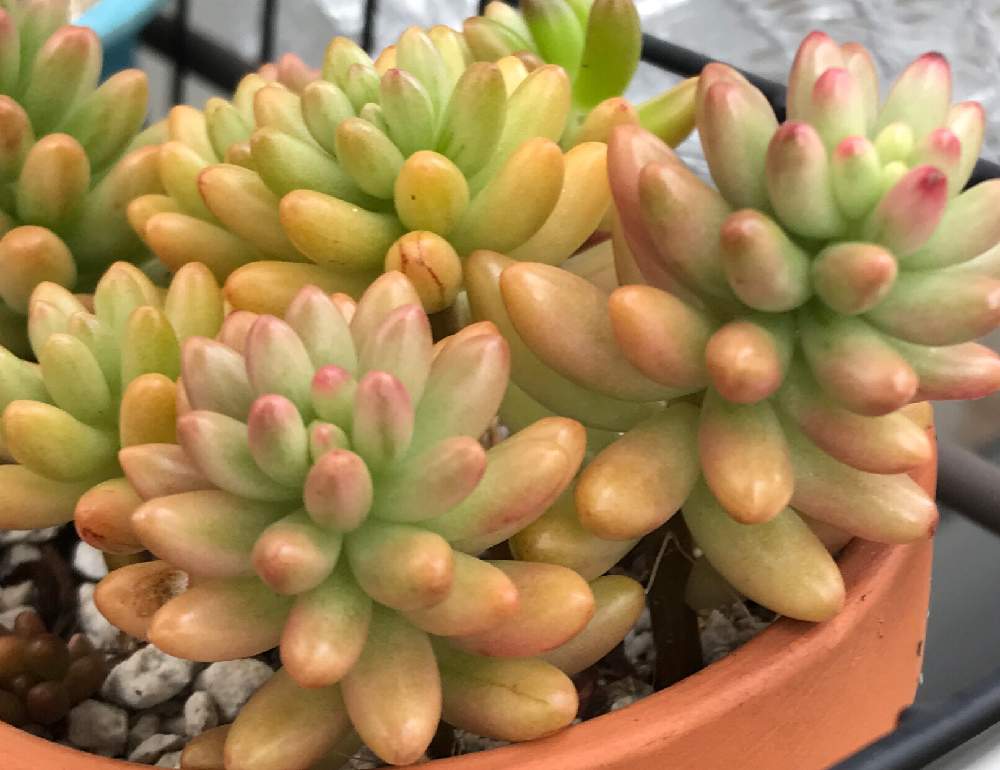 クリアランス通販 多肉植物 オーロラ このショップの人気カテゴリー Bhakticonsultants Com