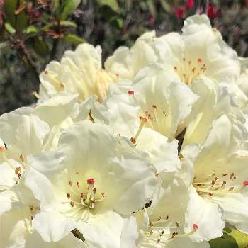 シャクナゲ の投稿画像一覧 Greensnap グリーンスナップ