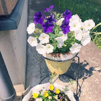 夏空の画像 by lavender &rose  さん | アプローチとリナリアとビオラと挿し芽成功ペチュニアと挿し木にチャレンジと夏空と紫色のお花♡と大きくなーれ♡と初お迎えのお花と花のある暮らしと白いお花♡