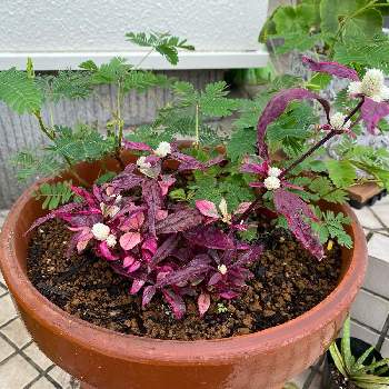 アルテルナンテラ レッド フラッシュの投稿画像一覧 Greensnap グリーンスナップ