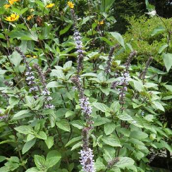 アフリカ原産の投稿画像一覧 Greensnap グリーンスナップ