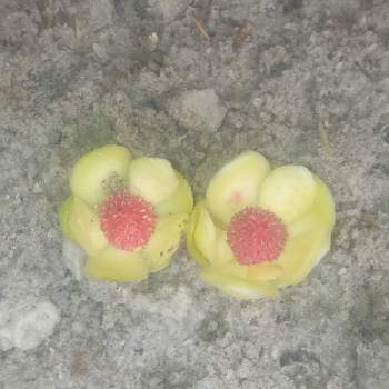 サネカズラの投稿画像一覧 Greensnap グリーンスナップ