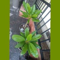 元肥 追肥とは 与え方や量の目安は どの肥料を使うべき Greensnap グリーンスナップ 元肥 追肥とは 与え方や量の目安は どの肥料を使うべき Greensnap グリーンスナップ