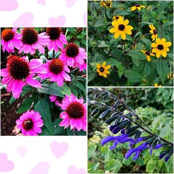 いただいたお花の画像 by yukirinさん | エキナセアとルドベキアと メドセージと地植えといただいたお花