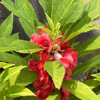 種が弾けるの投稿画像一覧 Greensnap グリーンスナップ