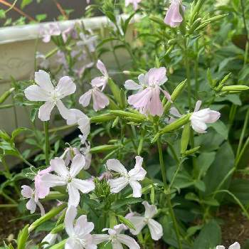 ソープワートの投稿画像一覧 Greensnap グリーンスナップ