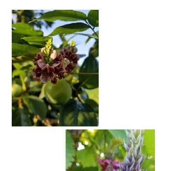  葛の花の画像 by k.miuさん | お出かけ先と 葛の花とアメリカホドイモと散歩と野の花
