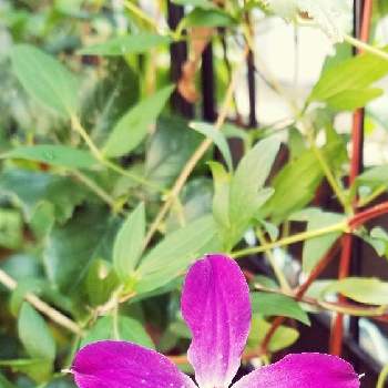 クレマチス アフロディーテエレガフミナの投稿画像一覧 Greensnap グリーンスナップ