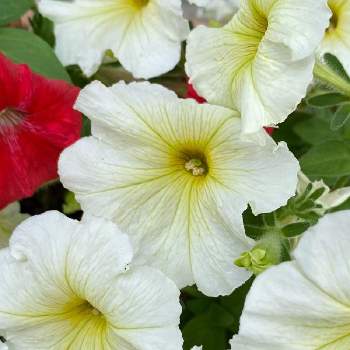 ペチュニア 白の投稿画像一覧 Greensnap グリーンスナップ