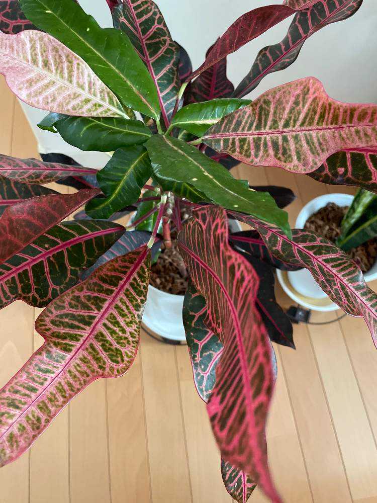 クロトン エクセレント 植え替え Greensnap グリーンスナップ