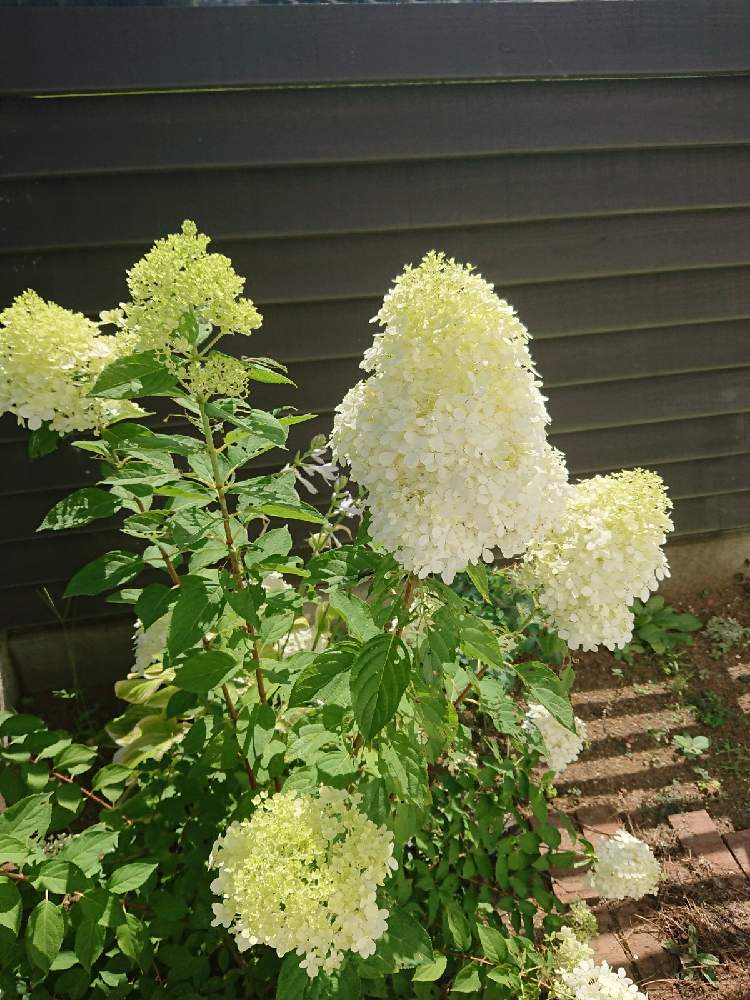 宿根草の庭の投稿画像 By Haruさん ノリウツギ と宿根草 とノリウツギ ライムライトとガーデニングと花のある暮らしとピラミッドアジサイ と庭 の宿根草と小さな庭と宿根草の庭とノリウツギ と宿根草 とノリウツギ ライムライトとガーデニングと花のある暮らしと