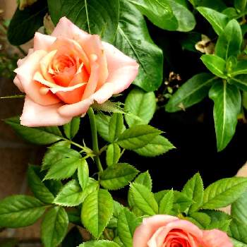 My Garden ☆ ♪の画像 by marchenさん | 小さな庭とピンク、ピンクとMy Garden ☆ ♪