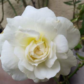 薔薇ボレロの画像 by パンジーさん | 小さな庭と薔薇ボレロとお花を楽しむとばら バラ 薔薇とお庭のお花とボレロ バラとおうち園芸と鉢植えとガーデニングとバラを楽しむ