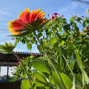 酷暑の画像 by gurichannel(ぐりちゃんねる) さん | 小さな庭とガイラルディアとアイビーとオシロイバナとイマソラと酷暑