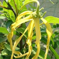 イランイランの育て方 鉢植えや水やりの方法は 冬は越せる Greensnap グリーンスナップ イランイランの育て方 鉢植えや水やりの方法は 冬は越せる Greensnap グリーンスナップ