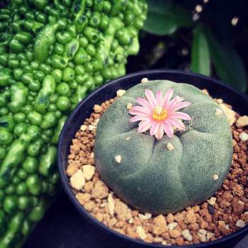 ウリ科の投稿画像一覧 Greensnap グリーンスナップ