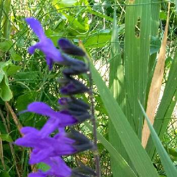 サルビアガラニチカ（メドーセージ）の画像 by ヒロンさん | お出かけ先とサルビアガラニチカ（メドーセージ）と月曜日とブルーのお花と涼やかな花色と紫色のお花とお出掛け先とブルーの花とサルビアガラニチカ♪と青紫色とお出掛け先の出逢い
