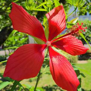 ペペロミア オブツシフォリアの投稿画像 By ぎりぎりさん 珍しい花穂と南国とおうち園芸とコショウ科と珍しい花と地植えと北東の所に地植え 月12月1日 Greensnap グリーンスナップ