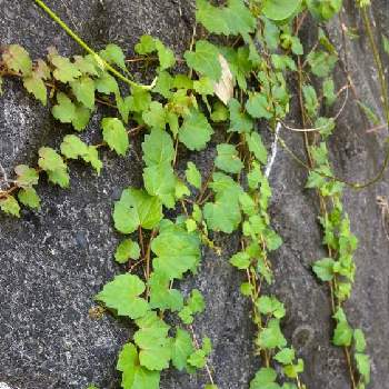 ツタの葉っぱの投稿画像一覧 Greensnap グリーンスナップ