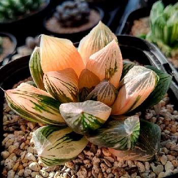 多肉植物 ハオルチア 紫オブツーサ錦その1 売り尽くしセール Uristy Ua