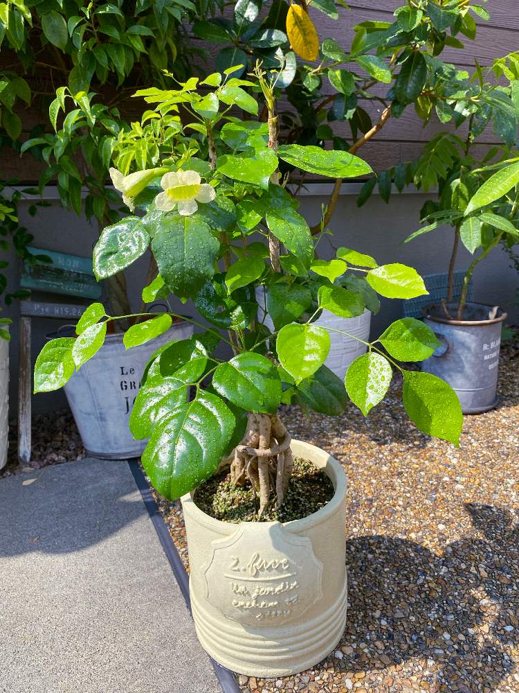 パキラの投稿画像 By こなかさん ベンジャミンとフランスゴムの木とオーストラリアビーンズとヘテロパナックスと玄関と観葉植物とヘテロパナックスの花 と観葉植物とヘテロパナックスの花 21月8月2日 Greensnap グリーンスナップ Greensnap グリーンスナップ