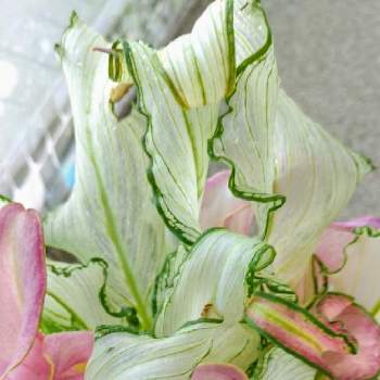 変わった花の投稿画像一覧 Greensnap グリーンスナップ