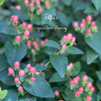 ガーデンヒペリカムの投稿画像一覧 Greensnap グリーンスナップ