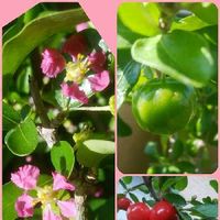 アセロラの育て方 苗の植え付けや挿し木方法は 種からも栽培できる Greensnap グリーンスナップ アセロラの育て方 苗の植え付けや挿し木方法は 種からも栽培できる Greensnap グリーンスナップ