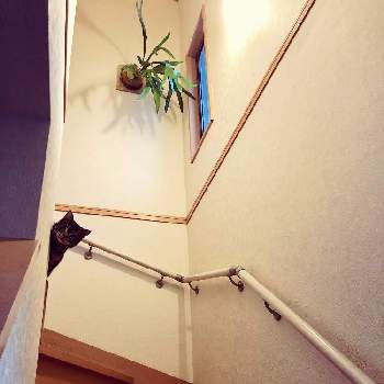 ねこの画像 by けにしさん | 階段/廊下とビカクシダ ネザランズとねことシダ植物と植中毒と ビカクシダとおうち園芸