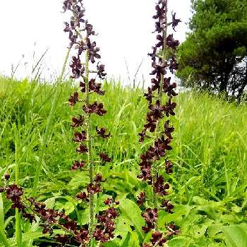 珍しい花の投稿画像一覧 Greensnap グリーンスナップ