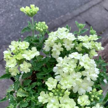 バーベナ ラナイ ライムグリーンの投稿画像一覧 Greensnap グリーンスナップ