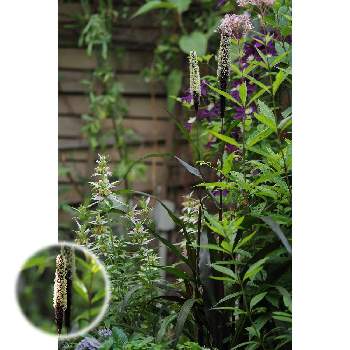 ミレットパープルマジェスティの投稿画像一覧 Greensnap グリーンスナップ