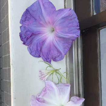 八重の花の投稿画像一覧 Greensnap グリーンスナップ