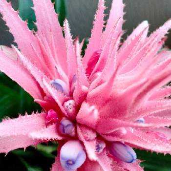 ビンクの花♡の画像 by tottokoさん | 窓辺とシマサンゴアナナス（エクメア・ファッシアータ）とビンクの花♡と水色の花とピンク！ピンク！ピンク！とピンクの花と薄ピンクの花とピンクの花が好きとおうち園芸と北海道からと紫・むらさき・バイオレットと青い花大好き❤と花のある暮らしと青い花マニア