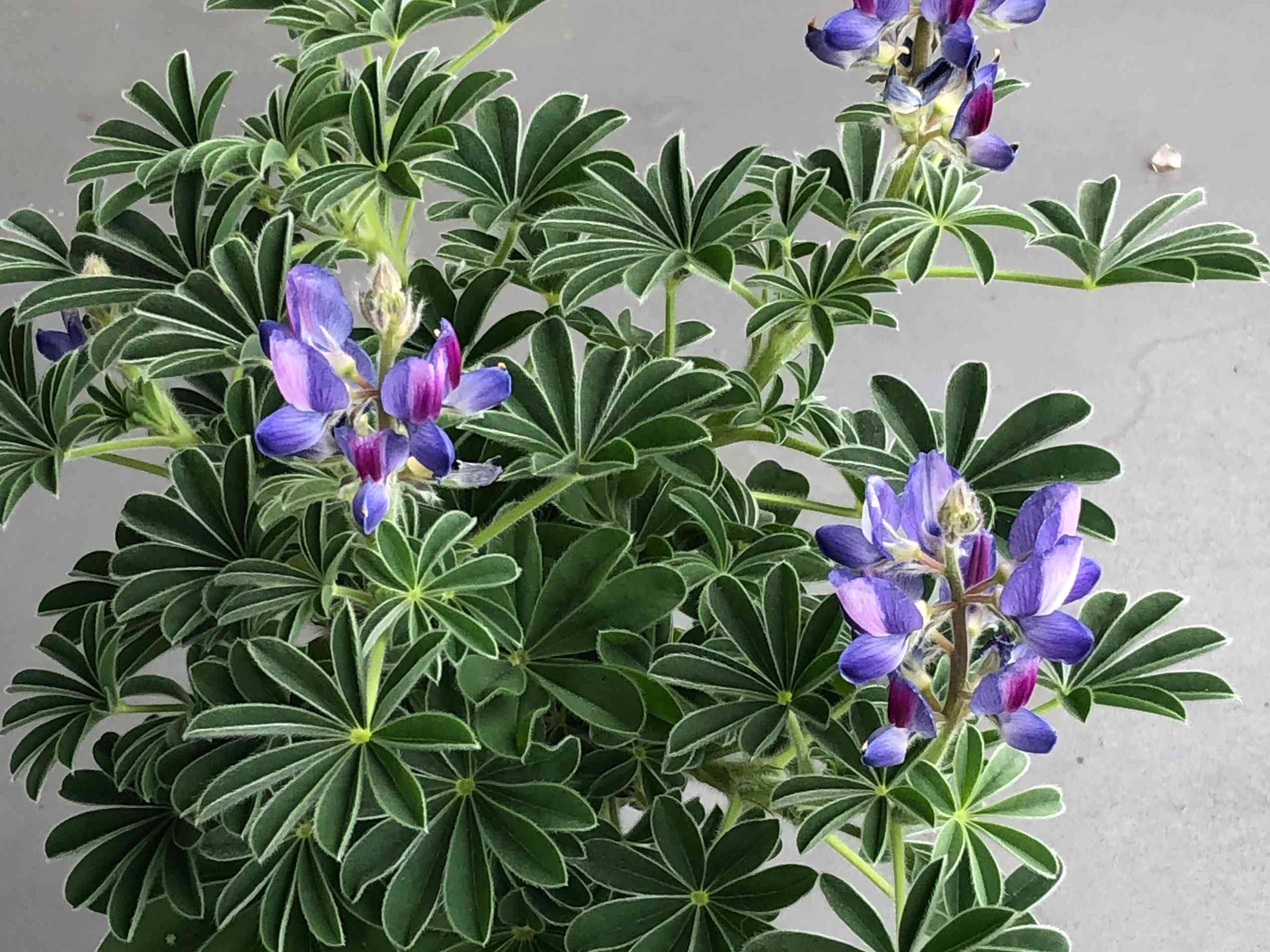 2ポット1000円☆毎年大人気のカサバルピナスの苗　2号ポット 楽天市場】カサバルピナス 4号苗 : 千草園芸