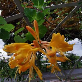 ニオイニンドウの画像 by リリーさん | お出かけ先とニオイニンドウと優しい花と夏の花ときらめき通りと癒やされる花と黄色の花と爽やかと花のある暮らし