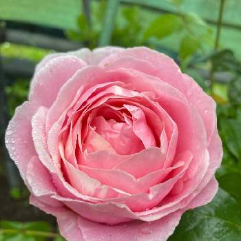 ななちち印の画像 by 一人静さん | 小さな庭と薔薇　ピエドゥとありがとう♡と癒されてと花のある暮らしとななちち印と薔薇大好き