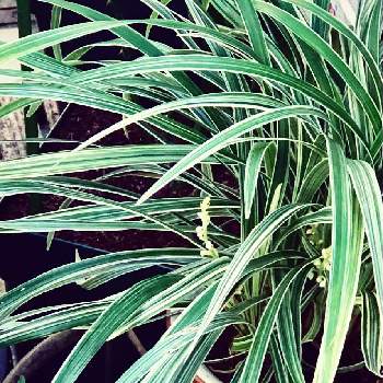 暑さ寒さに強いの投稿画像一覧 Greensnap グリーンスナップ