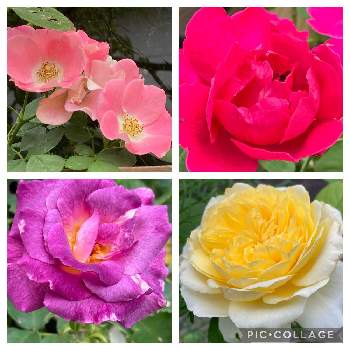 ブルーフォーユーの投稿画像一覧 Greensnap グリーンスナップ