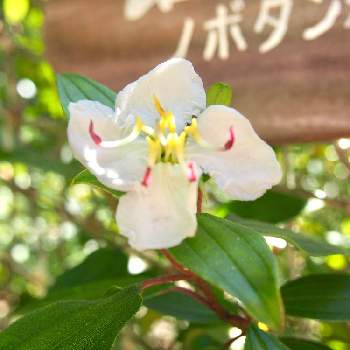 日本固有種の投稿画像一覧 Greensnap グリーンスナップ