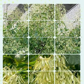 シマトネリコの花の投稿画像一覧 Greensnap グリーンスナップ