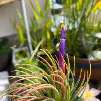 コルビー チランジアの投稿画像一覧 Greensnap グリーンスナップ