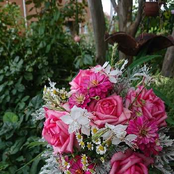 今日の花束の画像 by ＹＵＭＩＫＯさん | 小さな庭と私の癒し♡とガウラ♡と薔薇愛同盟と花が好き❤とわれら17年組とおうち園芸とお花に癒されてと植中毒とジニア❁と今日の花束と2021 YUMIKO薔薇と花のある暮らしといい色♡と白妙菊❁とウエディングベルズ。