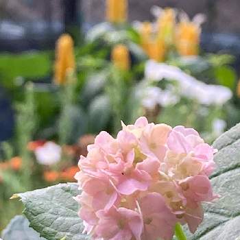 山紫陽花 伊予獅子手毬の投稿画像一覧 Greensnap グリーンスナップ