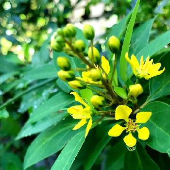 コウシュンカズラ♡の画像 by ⭐️コーンフラワー⭐️さん | 小さな庭とコウシュンカズラ♡と黄色い花と赤い茎と1128とフェンスにつる性植物