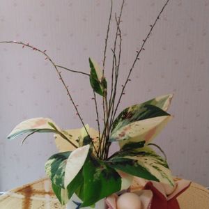 斑入り葉水引草,小さなお花,斑入り葉,水引草,花に想うの画像