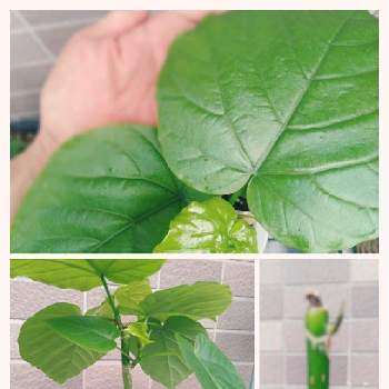 丸坊主の投稿画像一覧 Greensnap グリーンスナップ