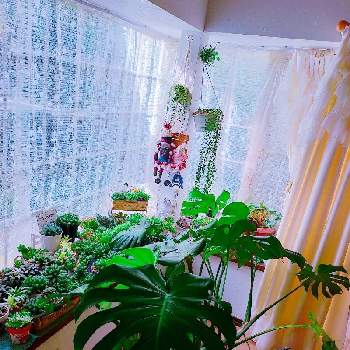 垂れる植物の画像 by えみちんさん | 窓辺とグリーンネックレスとモンステラとハオルチア オブツーサとモンステラ属とみどりのある暮らしと癒される♡と観葉植物と窓辺の植物たちとハオルチア属と多肉大好きとおうち園芸と美しいと多肉女子と室内ジャングル化と垂れる系好きと可愛いと垂れる植物とリビング窓辺と千葉タニラー
